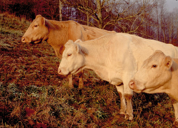 Three Cows - WV