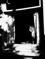 Cat in Window - WV
